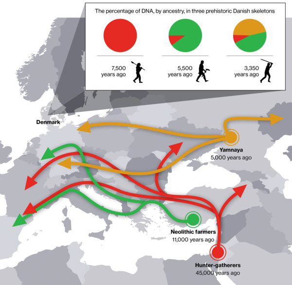 Adattato da "100 antichi genomi mostrano ripetuti cambi di popolazione nella Danimarca neolitica", Nature, 10 gennaio 2024, e "Tracing the peopling of the world through genomics", Nature, 18 gennaio 2017.