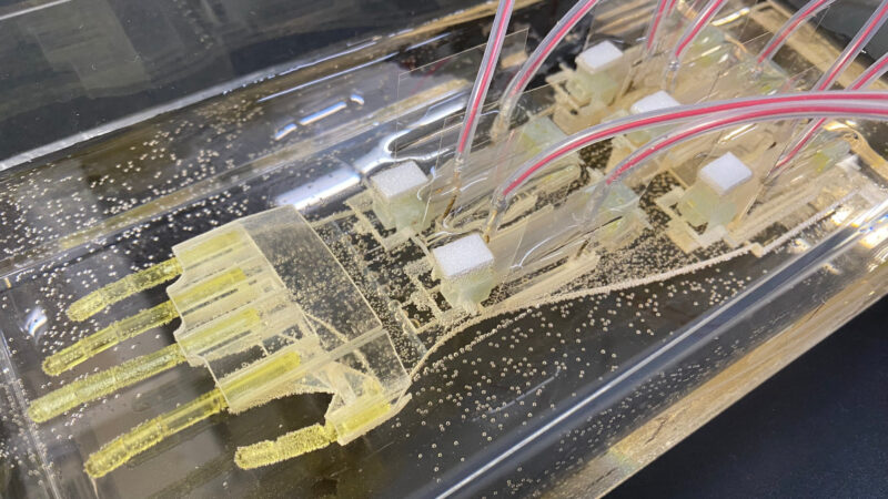 Credits: ©Takeuchi Shoji - Tokyo University