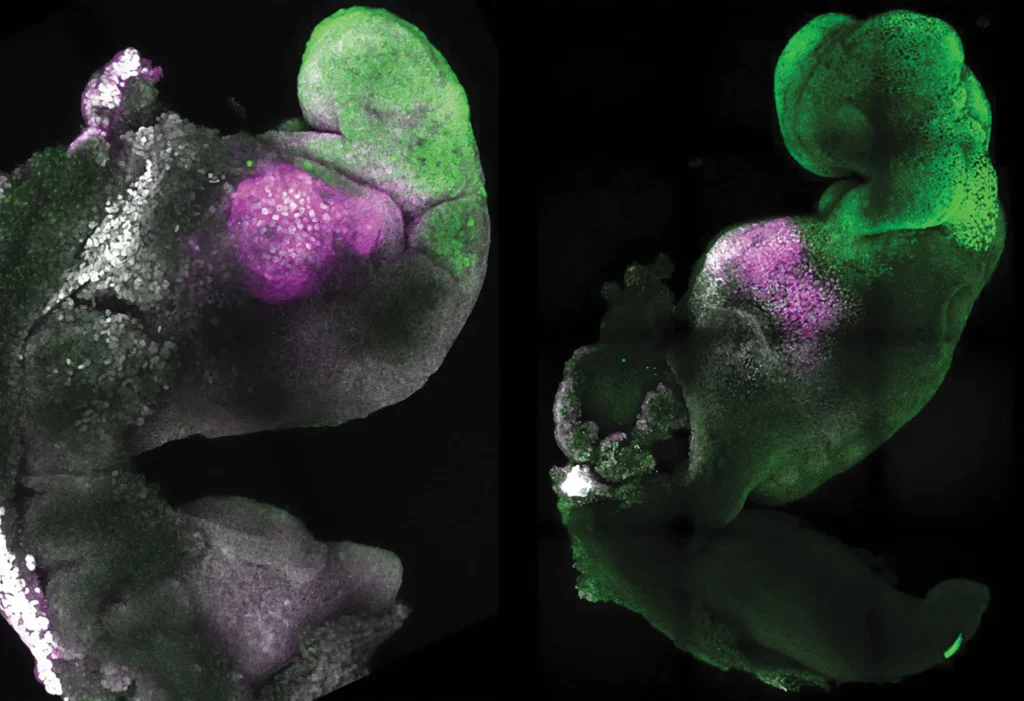 Un confronto affiancato tra embrioni di topo sintetici (a sinistra) e naturali (a destra) mostra una formazione simile del cervello e del cuore.AMADEI E HANDFORD/UNIVERSITÀ DI CAMBRIDGE