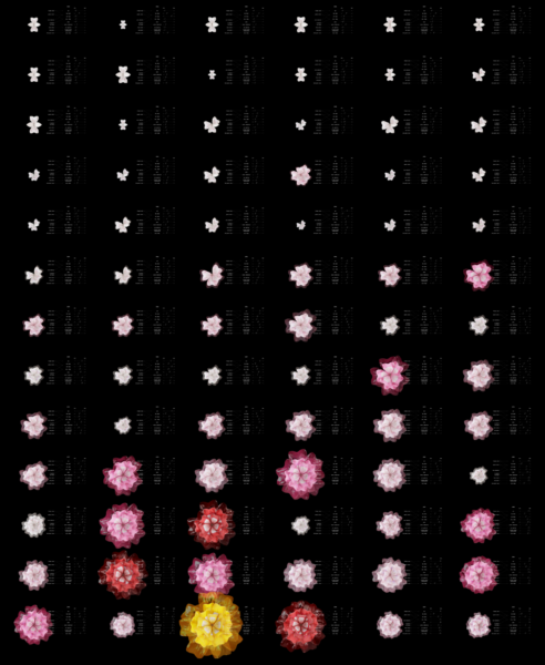 2023-2100: ogni anno il fiore ipotetico cambia. Le dimensioni, il colore e la forma variano in base all'aumento della temperatura e dei livelli di anidride carbonica e ai cambiamenti nei modelli di precipitazione.