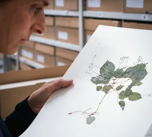 L'autore studia campioni storici di Circaea nelle collezioni botaniche Luomus.PER GENTILE CONCESSIONE DI ANNELIE BERNER