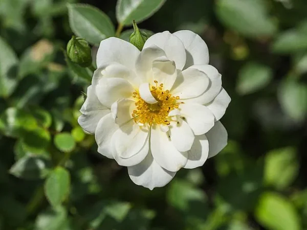 In condizioni meteorologiche imprevedibili, i fiori ipotetici sviluppano un secondo strato di petali. In botanica, il secondo strato è chiamato "doppia fioritura" e deriva da mutazioni casuali.PER GENTILE CONCESSIONE DI ANNELIE BERNER