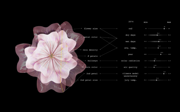 2074: Il fiore diventa più rosa, una risposta antiossidante allo stress causato dai giorni consecutivi di siccità e dalle temperature più elevate. Le sue dimensioni aumentano, principalmente a causa dei livelli più elevati di anidride carbonica. La doppia fioritura dei petali persiste con l'aumentare dell'incertezza delle proiezioni del modello climatico.