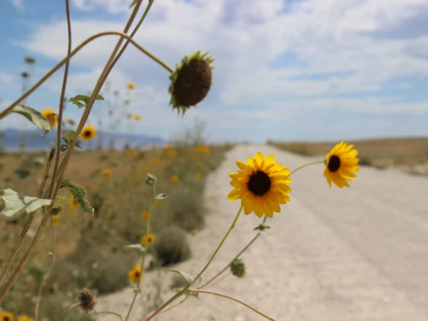 Girasoli selvatici costeggiano le strade sterrate della contea che attraversano i terreni agricoli lungo il percorso verso il remoto sito dimostrativo di Lilac Solutions.ALEXANDER KAUFMAN