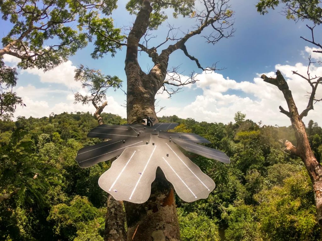 PER GENTILE CONCESSIONE DI RAINFOREST CONNECTION