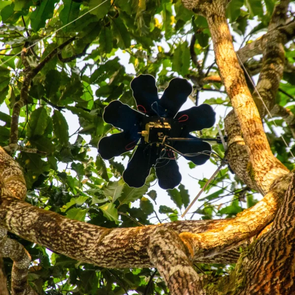 PER GENTILE CONCESSIONE DI RAINFOREST CONNECTION